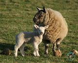 Sheep and lamb 9Y127D-040
